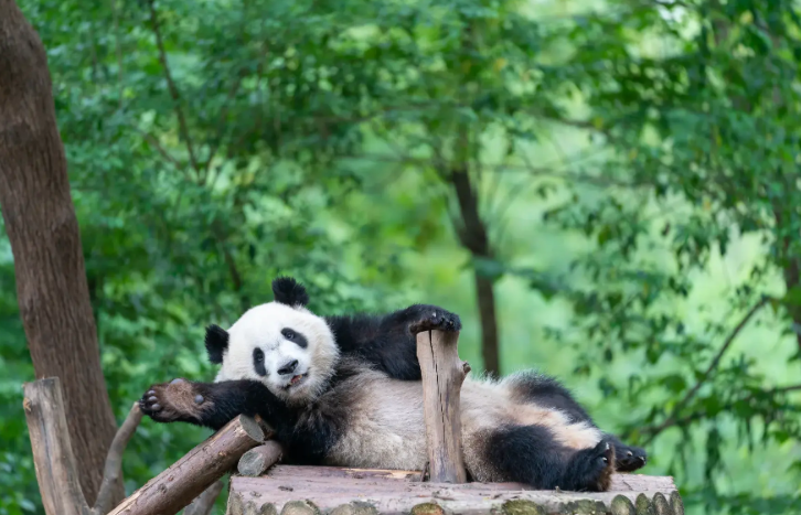 Chengdu Research Base of Giant Panda Breeding